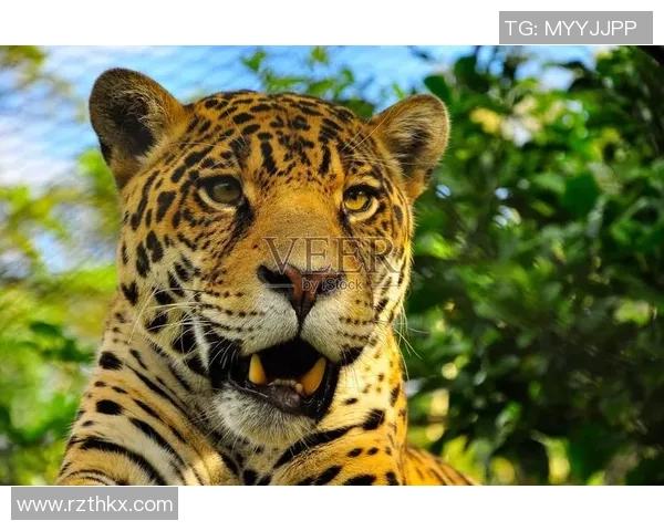 美洲虎与墨西哥美洲的巅峰对决精彩纷呈谁能笑到最后 美洲虎与墨西哥美洲的巅峰对决精彩纷呈谁能笑到最后